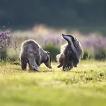 Ośrodek wypoczynkowy Ostsee Baumhaushotel - Auf Hoehe Der Baumkronen *
