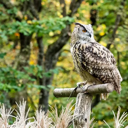 Resort Ostsee Baumhaushotel In Der Mit Sauna Und Whirlpool *