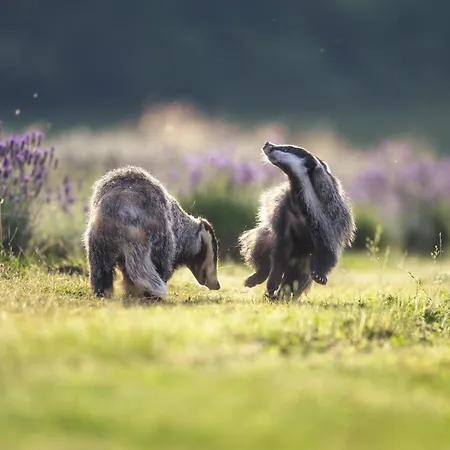 リゾート Ostsee Baumhaushotel In Der Mit Sauna Und Whirlpool *