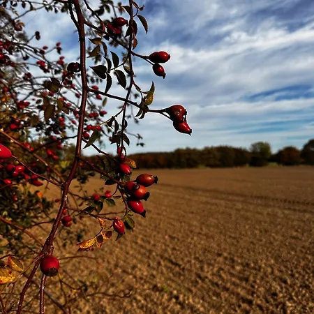 Ostsee Baumhaushotel In Der Mit Sauna Und Whirlpool *