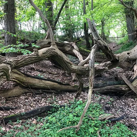 リゾート Ostsee Baumhaushotel In Der Mit Sauna Und Whirlpool Wangels