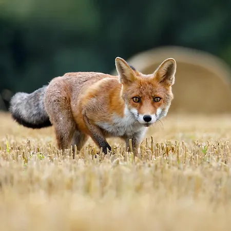 Ostsee Baumhaushotel In Der Mit Sauna Und Whirlpool *