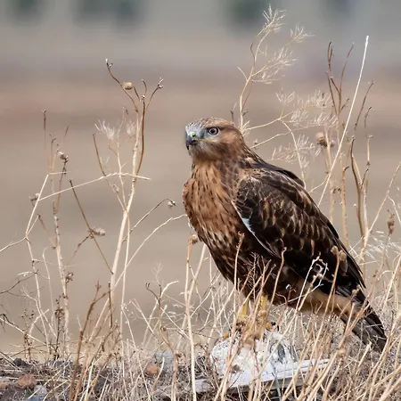 Ostsee Baumhaushotel In Der Mit Sauna Und Whirlpool リゾート Wangels