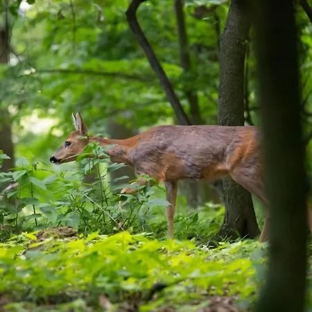 Ostsee Baumhaushotel In Der Mit Sauna Und Whirlpool *