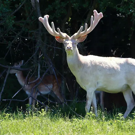リゾート Ostsee Baumhaushotel In Der Mit Sauna Und Whirlpool