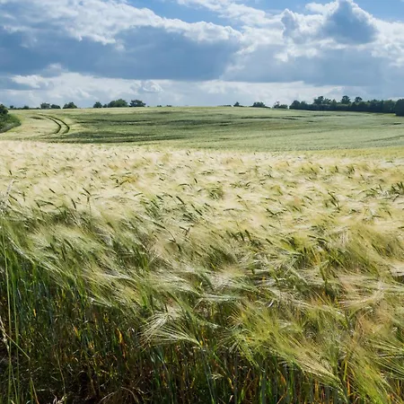 Ostsee Baumhaushotel In Der Mit Sauna Und Whirlpool リゾート