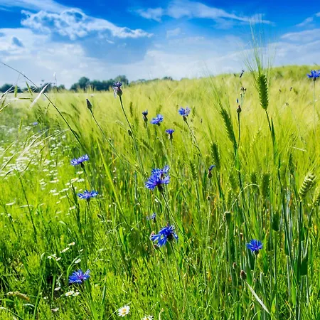 Ostsee Baumhaushotel In Der Mit Sauna Und Whirlpool リゾート *
