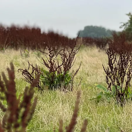 Ostsee Baumhaushotel In Der Mit Sauna Und Whirlpool リゾート Wangels