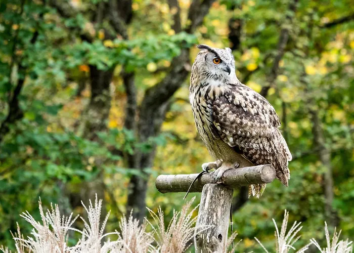 Resort Ostsee Baumhaushotel An Der Ostsee *