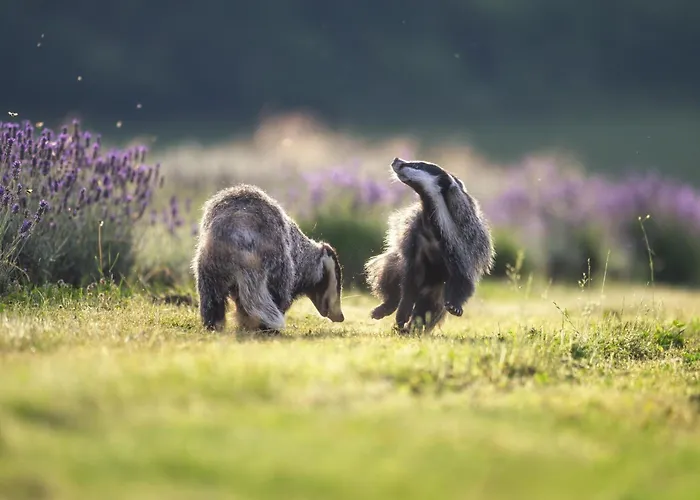 Resort Ostsee Baumhaushotel An Der Ostsee *
