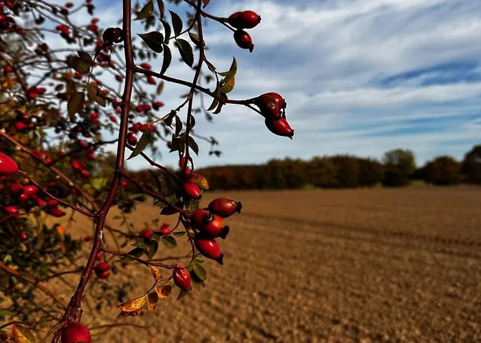 Ostsee Baumhaushotel An Der Ostsee *