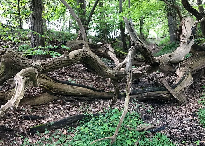 Resort Ostsee Baumhaushotel An Der Ostsee Wangels