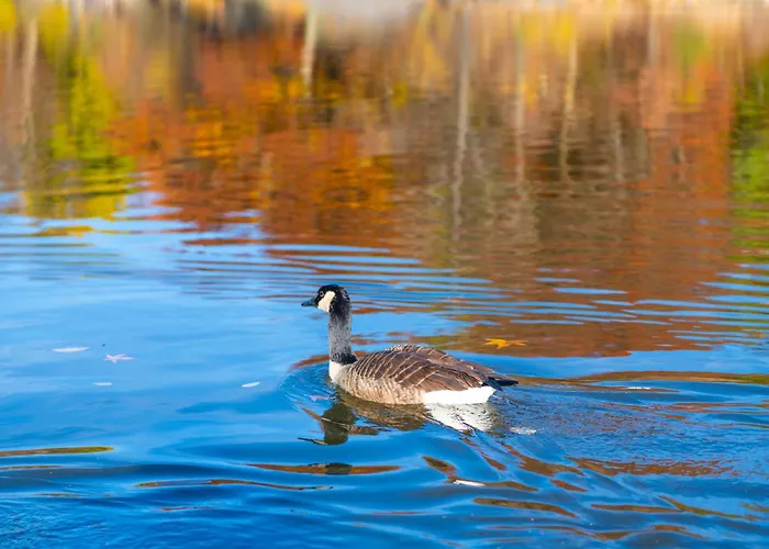 Resort Ostsee Baumhaushotel An Der Ostsee *