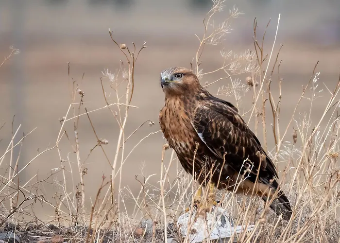 Ostsee Baumhaushotel An Der Ostsee Resort Wangels