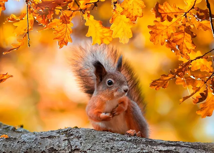 Ostsee Baumhaushotel An Der Ostsee * Wangels