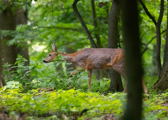 Ostsee Baumhaushotel - Auf Hoehe Der Baumkronen *