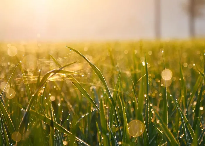 Ostsee Baumhaushotel An Der Ostsee