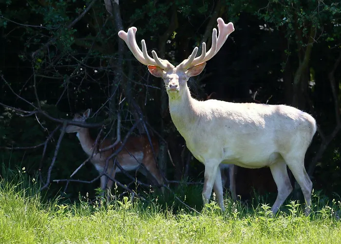 Resort Ostsee Baumhaushotel An Der Ostsee