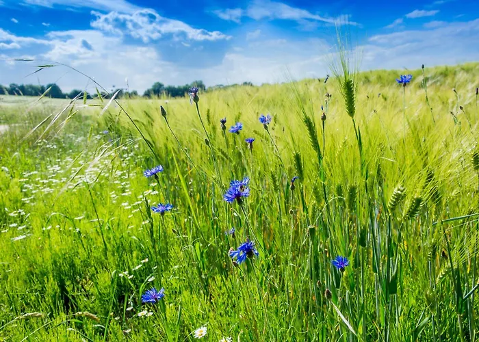 Ostsee Baumhaushotel An Der Ostsee Resort *