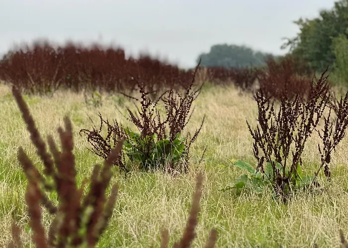 Ostsee Baumhaushotel An Der Ostsee Resort Wangels